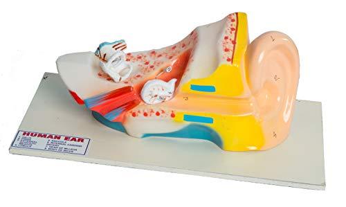 Educational Human Ear 3D Model - halfrate.in