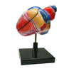Scientific Educational Model of Human Heart (Multicolour) - halfrate.in
