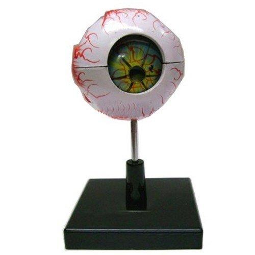 Scientific Educational Human Eye Model (Multicolour) - halfrate.in