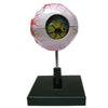 Scientific Educational Human Eye Model (Multicolour) - halfrate.in