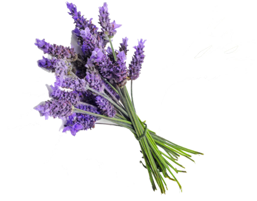 Pujahaat Lavender Aroma Oil for Aromatherapy oils, Oil for diffusers, Humidifier oils, Oil Burners, Spa and Air Purifier 10ml Each, Lavender - Set of 2 (2 x 10 ml)