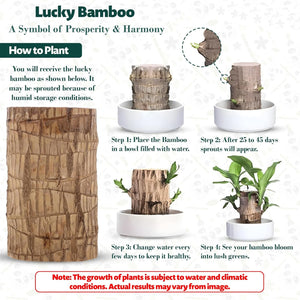 Green Lucky Brazil Wood Potted Plant, Healthy Indoor Live Lucky Brazilian Wood Plant for Living Room, Feng Shui Plant  (without Pot)  (pack of 1)