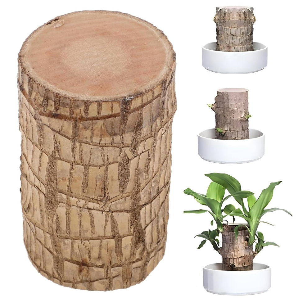 brazil wood potted plant Green Lucky Brazil Wood Potted Plant, Healthy Indoor Live Lucky Brazil