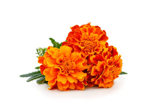 Pujahaat Marigold (Genda) Aroma Oil for Aromatherapy oils, Oil for diffusers, Humidifier oils, Oil Burners, Spa and Air Purifier 10ml Each, Marigold - Set of 2 (2 x 10 ml)
