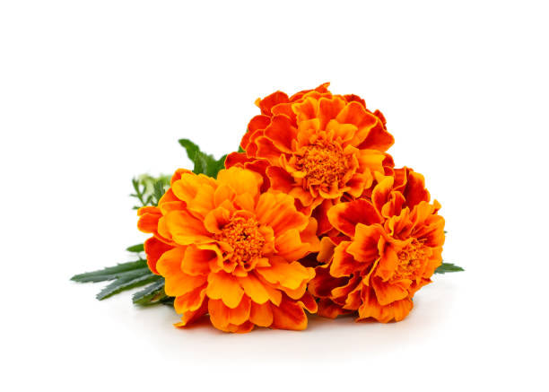 Pujahaat Marigold (Genda) Aroma Oil for Aromatherapy oils, Oil for diffusers, Humidifier oils, Oil Burners, Spa and Air Purifier 10ml Each, Marigold - Set of 2 (2 x 10 ml)