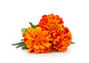 Pujahaat Marigold (Genda) Aroma Oil for Aromatherapy oils, Oil for diffusers, Humidifier oils, Oil Burners, Spa and Air Purifier 10ml Each, Marigold - Set of 2 (2 x 10 ml)