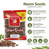 Kunjika Jadibooti Neem Niboli - Azadirachta Indica Seeds - Neem Seeds - 100 gms