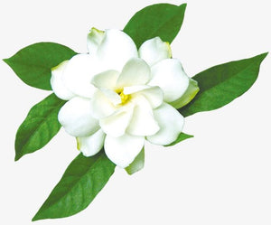 Pujahaat Jasmine Aroma Oil for Aromatherapy oils, Oil for diffusers, Humidifier oils, Oil Burners, Spa and Air Purifier 10ml Each, Jasmine - Set of 2 (2 x 10 ml)