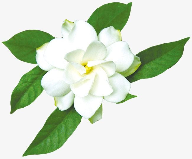 Pujahaat Jasmine Aroma Oil for Aromatherapy oils, Oil for diffusers, Humidifier oils, Oil Burners, Spa and Air Purifier 10ml Each, Jasmine - Set of 2 (2 x 10 ml)
