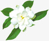 Pujahaat Jasmine Aroma Oil for Aromatherapy oils, Oil for diffusers, Humidifier oils, Oil Burners, Spa and Air Purifier 10ml Each, Jasmine - Set of 2 (2 x 10 ml)