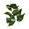 Kunjika Jadibooti Bel Patta Dry - Bel Patra - Bilva Bel Leaf - Aegle Marmelos - Bael Patra - 100 gm
