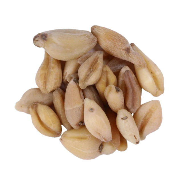 Kunjika Jadibooti Suranjan Giri Meethi (Suranjan Shirin) Whole – Premium Ayurvedic Herb | Sweet Colchicum Root | Natural Raw Herb for Traditional Ayurvedic Preparations | 100% Pure & Natural