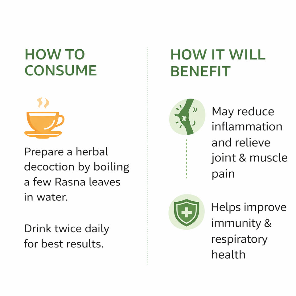 Kunjika Jadibooti Rasna Leaves (Pluchea Lanceolata) | Rasnai | Rai Sanai Patta | Ayurvedic Herb for Joint Pain, Arthritis & Vata Balance | Natural Anti-Inflammatory | Dried Leaves Form