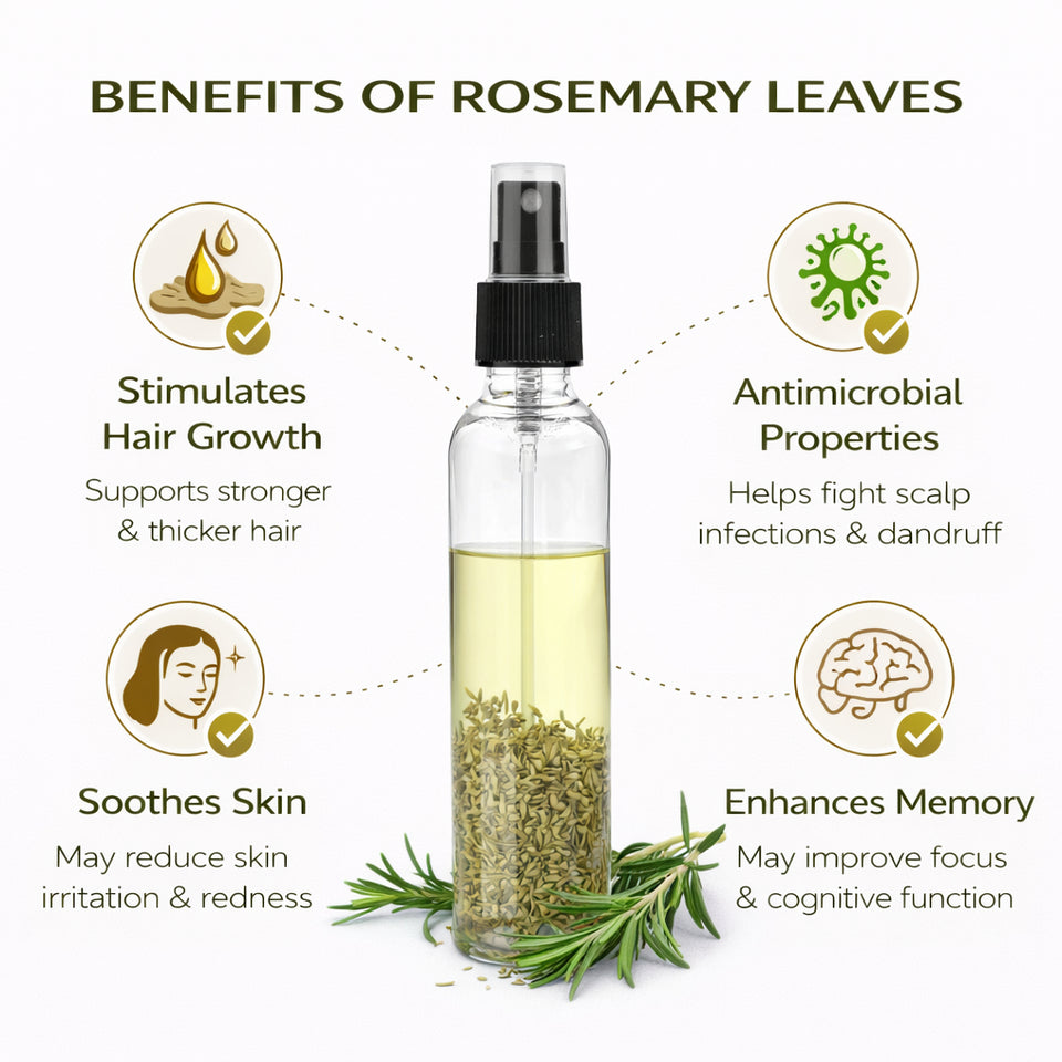 Kunjika Jadibooti Rosemary Leaves Dry 100 gms for Herbal Tea Cooking Spice Dried Rosemary Patti Hair Growth Skin Care Natural Ayurvedic Herb for Hair Oil includes 100 ml Mist Spray bottle