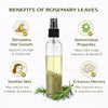 Kunjika Jadibooti Rosemary Leaves Dry 100 gms for Herbal Tea Cooking Spice Dried Rosemary Patti Hair Growth Skin Care Natural Ayurvedic Herb for Hair Oil includes 100 ml Mist Spray bottle