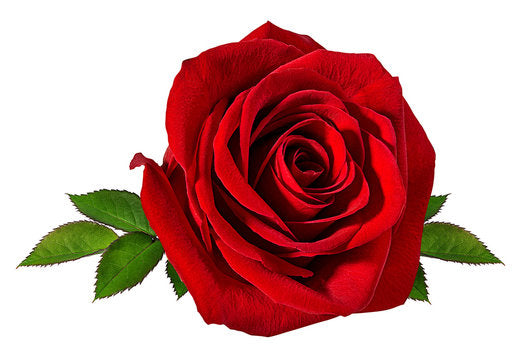 Pujahaat Rose (Gulab Oil) Essential Oil Natural and Therapeutic Grade For Skin, Aromatherapy - Vegan & Cruelty free - 15 ml