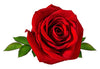 Pujahaat Rose (Gulab Oil) Essential Oil Natural and Therapeutic Grade For Skin, Aromatherapy - Vegan & Cruelty free - 15 ml