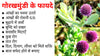 Kunjika Jadibooti Gorakmundi - Sphaeranthus Indica - Gorakh Mundi - Sphaeranthus Hirtus Dried - 100 gm
