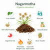 Kunjika Jadibooti Nagarmotha | Nagar Mutha | Nagarmotha Roots | Nagarmotha Jadd | Nutsedge Grass | Cyperus Rotundus - 100 gms