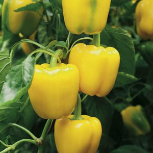 Yellow Capsicum F1 Seeds , Hybrid | Organic Seeds | For Any Pot & Home Garden seeds + Organic Manure + Pot Irrigation Drip system