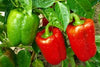 Tricolor Capsicum Red, Green, Yellow F1 Seeds , Hybrid | Organic Seeds | For Any Pot & Home Garden seeds + Organic Manure + Pot Irrigation Drip system