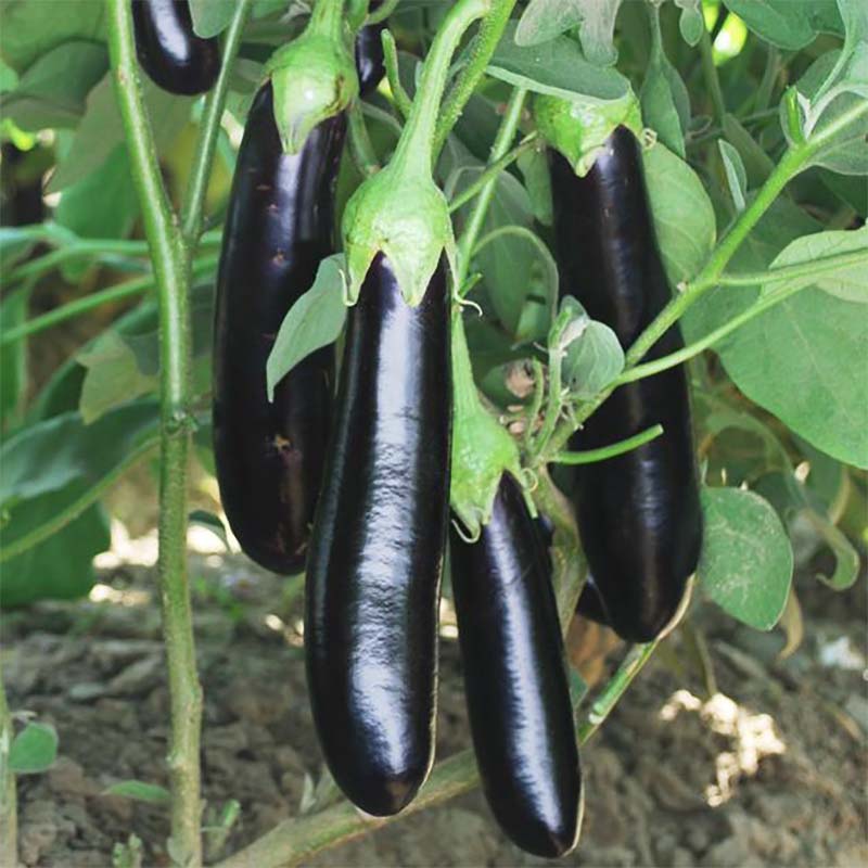 Long Black brinjal, Egg plant, lambe began baingan Special Hybrid Seeds | Organic Seeds | For Any Pot & Home Garden seeds + Organic Manure + Pot Irrigation Drip system