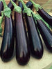 Long Black brinjal, Egg plant, lambe began baingan Special Hybrid Seeds | Organic Seeds | For Any Pot & Home Garden seeds + Organic Manure + Pot Irrigation Drip system