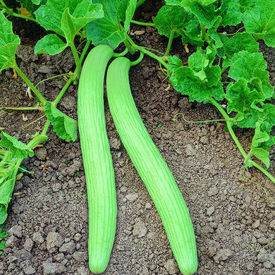 Kakri Seeds - Long Melon Seeds Cucumber garima Hybrid Seeds | Organic Seeds | Home Garden seeds + Organic Manure + Pot Irrigation Drip system