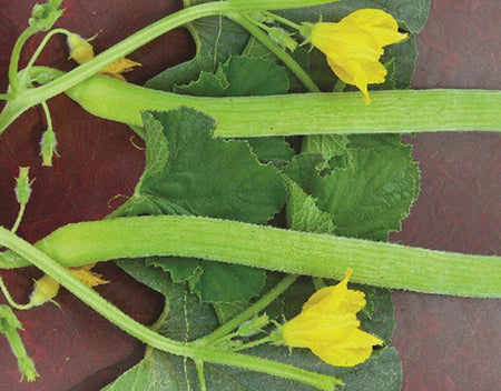 Kakri Seeds - Long Melon Seeds Cucumber garima Hybrid Seeds | Organic Seeds | Home Garden seeds + Organic Manure + Pot Irrigation Drip system