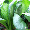 Mustard Sarson Green Top Saag Hybrid Seeds | Organic Seeds | Home Garden seeds + Organic Manure + Pot Irrigation Drip system