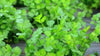 Green Coriander Seeds Mehak Dhaniya Hybrid Seeds | Organic Seeds | Home Garden seeds + Organic Manure + Pot Irrigation Drip system