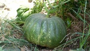 Pumpkin Agri Desi | Organic Seeds | Home Garden seeds + Organic Manure + Pot Irrigation Drip system
