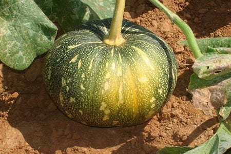 Pumpkin Agri Desi | Organic Seeds | Home Garden seeds + Organic Manure + Pot Irrigation Drip system