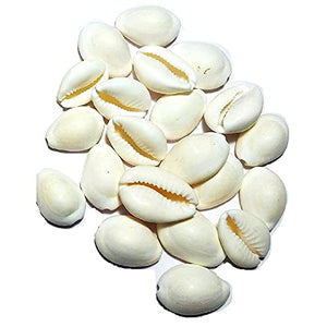 White Kawri Kodi White Cowrie Sea Shell | Laxmi and Diwali Pooja Article Koudi Shells-Set of 11