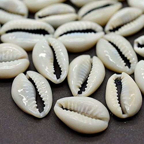 White Kawri Kodi White Cowrie Sea Shell | Laxmi and Diwali Pooja Article Koudi Shells-Set of 11