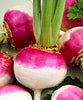 Turnip Purple Top Hybrid | Organic Seeds | Home Garden seeds + Organic Manure + Pot Irrigation Drip system