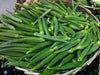 Ladyfinger Pratigya Bhindi Okra Hybrid | Organic Seeds | Home Garden seeds + Organic Manure + Pot Irrigation Drip system