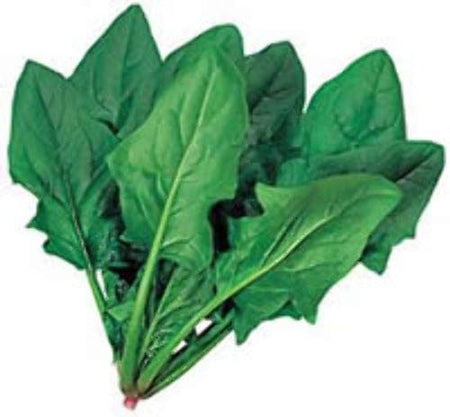 Palak Spinach Harit - 45 Hybrid | Organic Seeds | Home Garden seeds + Organic Manure + Pot Irrigation Drip system
