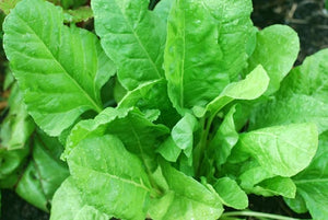 Palak Spinach Harit - 45 Hybrid | Organic Seeds | Home Garden seeds + Organic Manure + Pot Irrigation Drip system