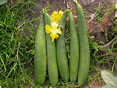 Sponge Gourd Tori Hybrid F1 | Organic Seeds | Home Garden seeds + Organic Manure + Pot Irrigation Drip system