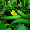 Sponge Gourd Tori Hybrid F1 | Organic Seeds | Home Garden seeds + Organic Manure + Pot Irrigation Drip system