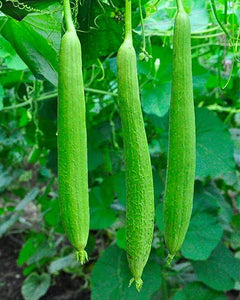 Sponge Gourd Tori Hybrid F1 | Organic Seeds | Home Garden seeds + Organic Manure + Pot Irrigation Drip system