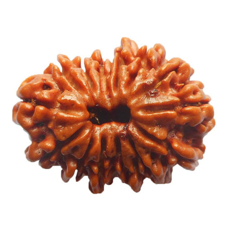 Original Chaoudha Mukhi 14 face (Fourteen Faced) Natural Rudraksha Bead from Nepal for Men and Women - halfrate.in