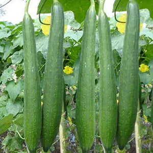 Sponge Gourd Chikni Tori Hybrid | Organic Seeds | Home Garden seeds + Organic Manure + Pot Irrigation Drip system