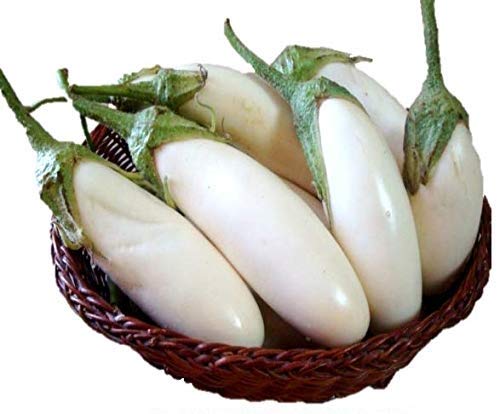 White Long Brinjal Baigan Hybrid | Organic Seeds | Home Garden seeds + Organic Manure + Pot Irrigation Drip system