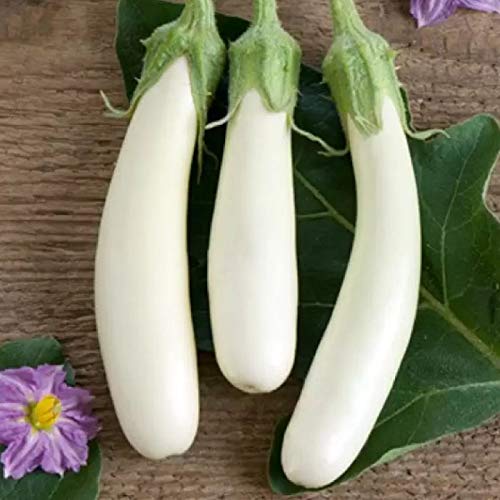White Long Brinjal Baigan Hybrid | Organic Seeds | Home Garden seeds + Organic Manure + Pot Irrigation Drip system