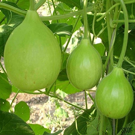 Round Bottle Gourd / Lauki Ghiya Gol Hybrid | Organic Seeds | Home Garden seeds + Organic Manure + Pot Irrigation Drip system