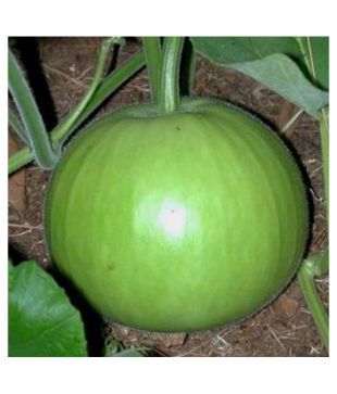 Round Bottle Gourd / Lauki Ghiya Gol Hybrid | Organic Seeds | Home Garden seeds + Organic Manure + Pot Irrigation Drip system