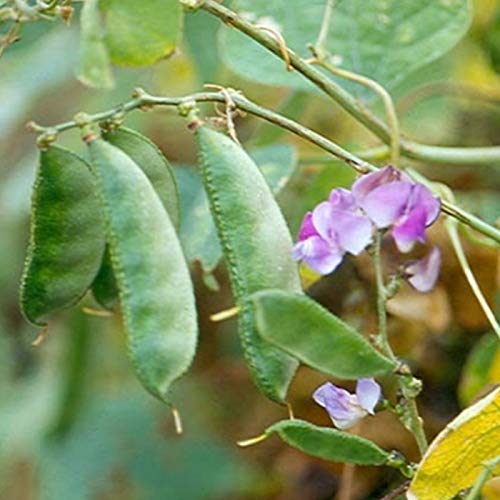 Sem Phali / Flat Lima Beans Hybrid | Organic Seeds | Home Garden seeds + Organic Manure + Pot Irrigation Drip system
