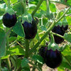 Black Round Brinjal King / Kala Gol Baigan Hybrid | Organic Seeds | Home Garden seeds + Organic Manure + Pot Irrigation Drip system